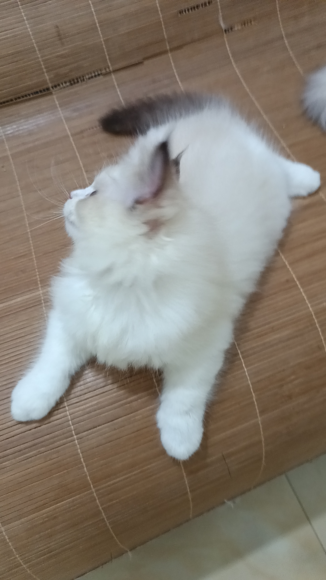 自己家养的布偶猫咪